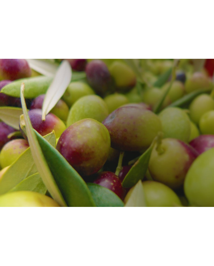 Collonil Organic Protect & Care 200 ml Impregnat Do Butów